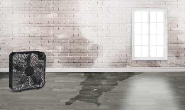 Best Water damage contractors near me  in Tn Lakes, WI